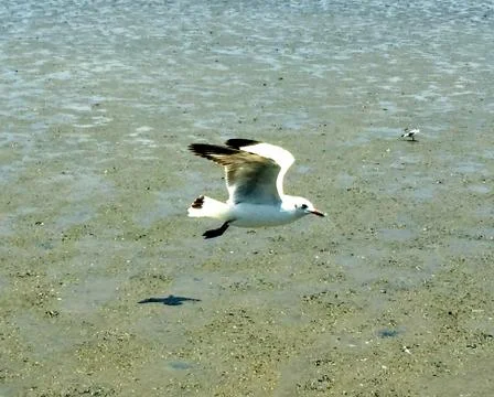 Flying Seagull Stock Photos
