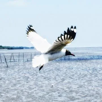 Flying Seagull Stock Photos