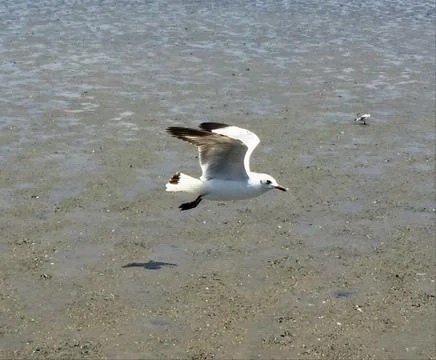 Flying Seagull Stock Photos