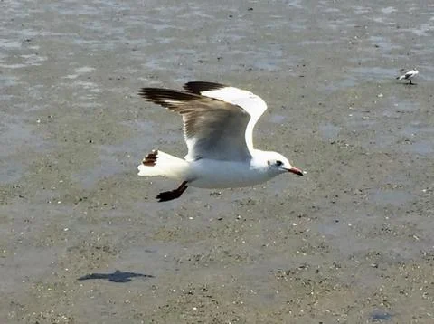 Flying Seagull Stock Photos