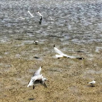 Flying Seagull Stock Photos