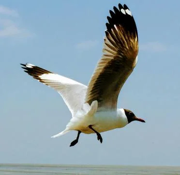 Flying Seagull Stock Photos