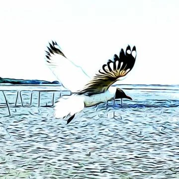 Flying Seagull Stock Photos