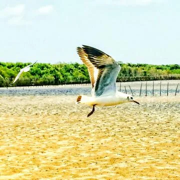 Flying Seagull Stock Photos