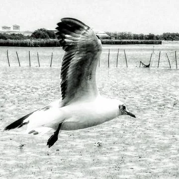 Flying Seagull Stock Photos