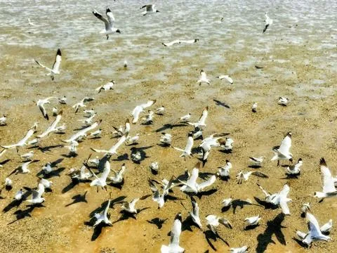 Flying Seagull Stock Photos
