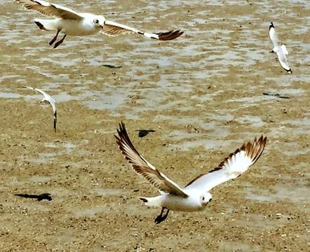 Flying Seagull Stock Photos