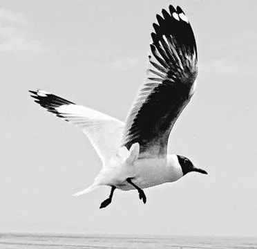 Flying Seagull Stock Photos