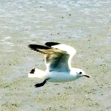 Flying Seagull Stock Photos