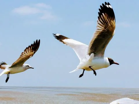 Flying Seagull Stock Photos