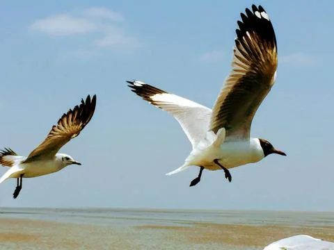 Flying Seagull Stock Photos