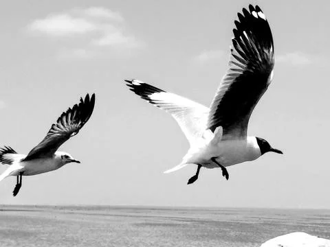 Flying Seagull Stock Photos