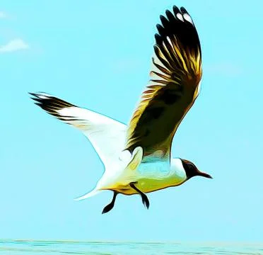 Flying Seagull Stock Photos
