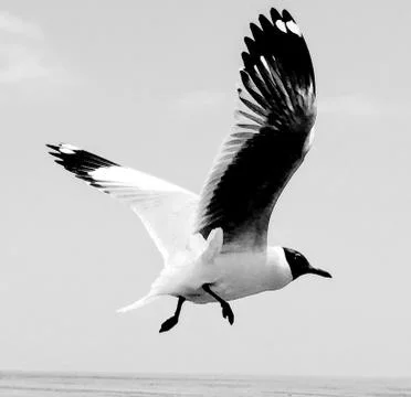 Flying Seagull Stock Photos
