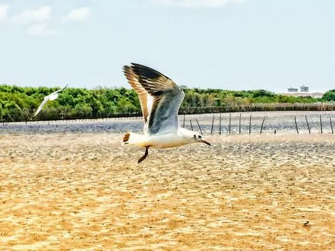 Flying Seagull Stock Photos