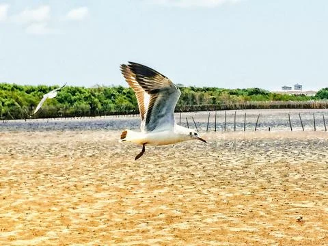 Flying Seagull Stock Photos