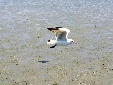 Flying Seagull Stock Photos