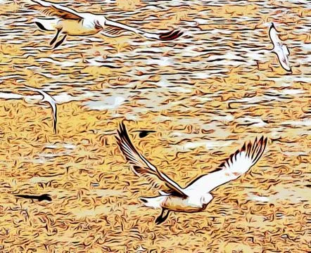 Flying Seagull Stock Photos