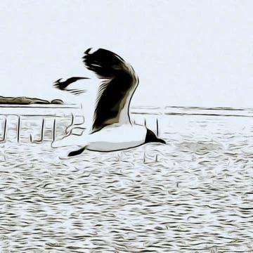 Flying Seagull Stock Photos