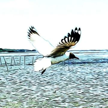 Flying Seagull Stock Photos