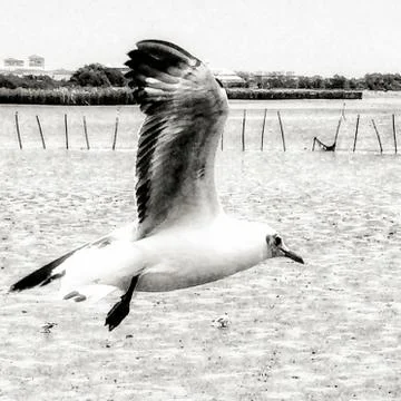 Flying Seagull Stock Photos