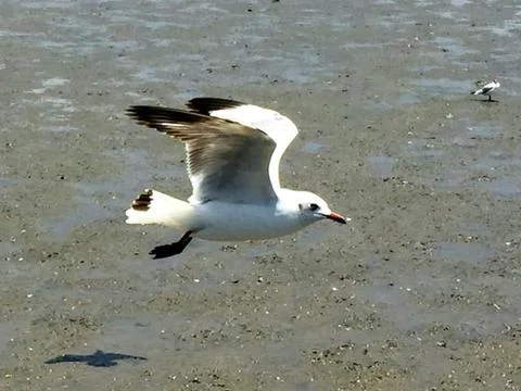 Flying Seagull Stock Photos