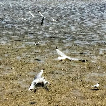 Flying Seagull Stock Photos