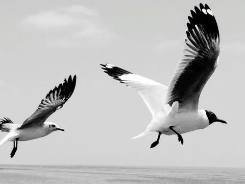 Flying Seagull Stock Photos