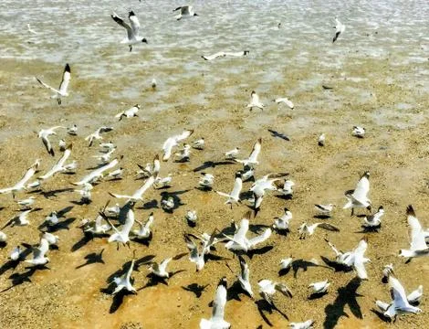 Flying Seagull Stock Photos