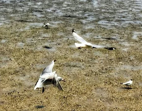 Flying Seagull Stock Photos