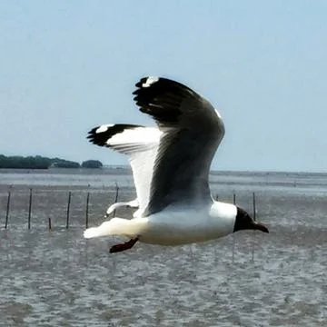 Flying Seagull Stock Photos
