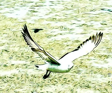 Flying Seagull Stock Photos