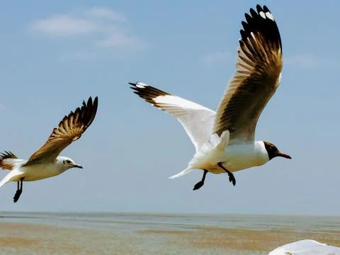 Flying Seagull Stock Photos