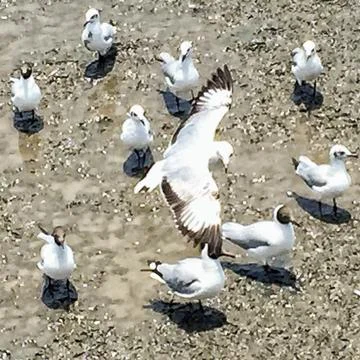 Flying Seagull Stock Photos
