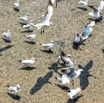 Flying Seagull Stock Photos