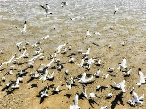 Flying Seagull Stock Photos