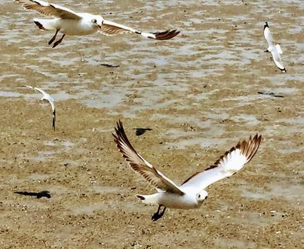 Flying Seagull Stock Photos