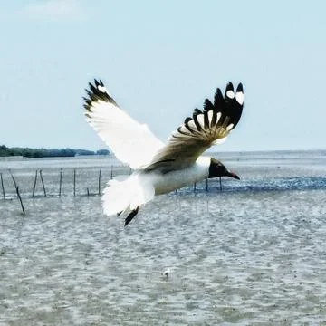 Flying Seagull Stock Photos