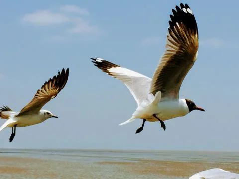 Flying Seagull Stock Photos