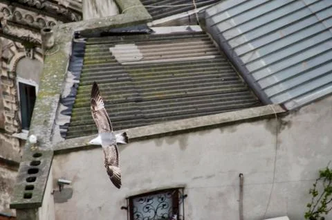 Flying seagull Stock Photos