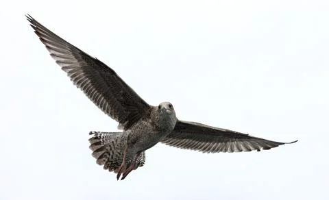 Flying Seagull. Stock Photos