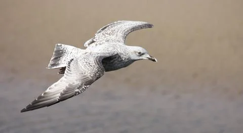 Flying Seagull. Stock Photos