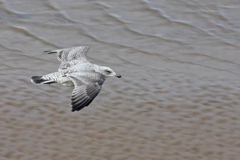 Flying Seagull. Stock Photos
