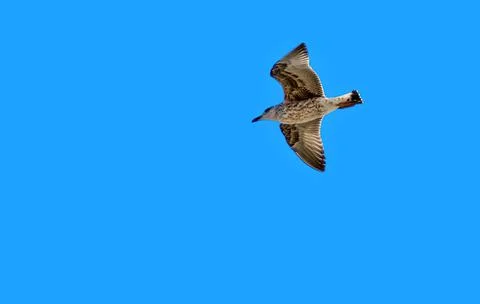 Flying seagull Stock Photos