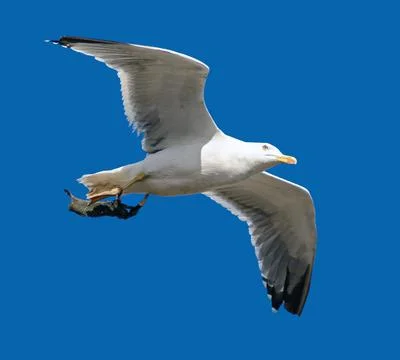 Flying seagull Stock Photos