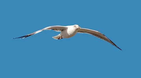 Flying seagull Stock Photos