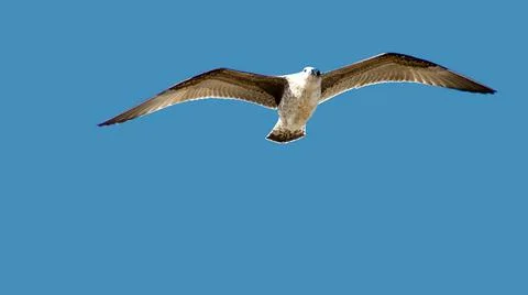 Flying seagull Stock Photos