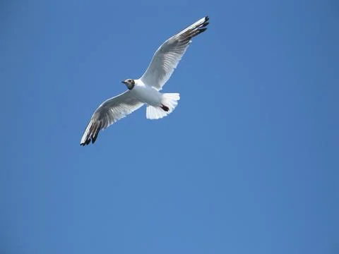 Flying seagull Stock-Fotos