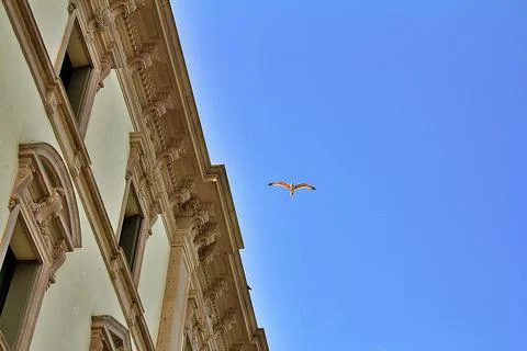 Flying seagull Foto stock
