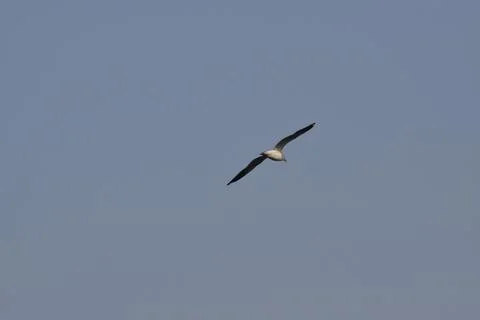 Flying Seagull Stock Photos